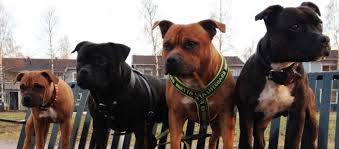 Ansioluettelonsa ylpeänä esittelee jääräpäinen ja uskollinen staffordshirenbullterrieri, jossa on voimaa kuin pienessä kylässä. Staffordshirenbullterrieri Hankikoira Fi