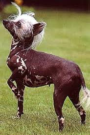 Weitere ideen zu schopfhund, chinesischer schopfhund, hunde. Hunderasse Chinesischer Schopfhund