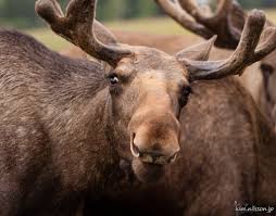 Image result for moose