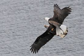 Join the eagle newsletter to get exclusive offers and a chance at our monthly $250 gift card giveaway. Bald Eagles Tussle For Food In Season Of Plenty The Spokesman Review