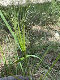 Image result for Eragrostis patens