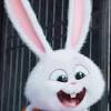 See rabbit cartoon stock video clips. 1