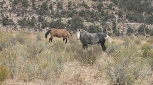 The herd is comprised of hearty mustangs, and ranges in size from 90 to 150. Darting Is Key To Controlling Colorado S Wild Horse Population Fox31 Denver