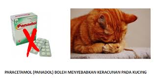 Berikut ini beberapa cara yang bisa sobat lakukan ya. Kalau Kucing Demam Saya Beri Petdiatric Laboratories Facebook