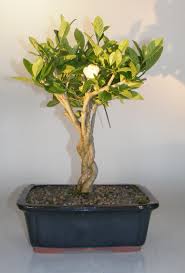 Bonsai de shop bonsai indoor bonsai z056 z056 02 gardenia ca. Flowering Gardenia Bonsai Treebraided Trunk Jasminoides Miami Supreme
