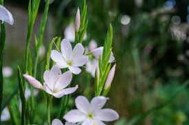 Image result for Hesperantha petitiana