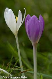 Dále byl izolován desacetylmethylkolchicin, jinak také demekolcin. Colchicum Autumnale Ocun Jesenni Pladias Database Of The Czech Flora And Vegetation