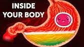 As for how much food can be stuffed into a stomach at one time, it varies according to the individual, but for extreme cases, look up according to what is the capacity of a human stomach? How Much Food Can The Human Stomach Hold Youtube
