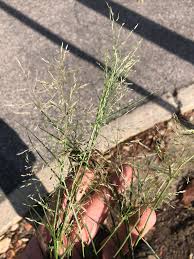 Image result for Eragrostis pilosa