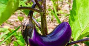 Maybe you would like to learn more about one of these? Botani Tanaman Terung Kajianpustaka Com