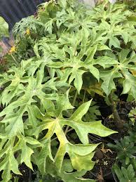 Image result for Vasconcellea pubescens