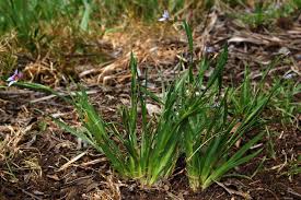 Image result for Sisyrinchium micranthum