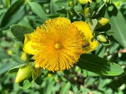 Image result for Hypericum