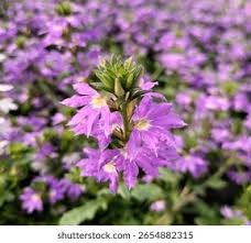Image result for Goodeniaceae