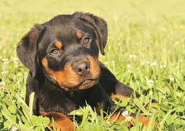 Rottweiler