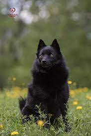 Number 47 Schipperke Black Dogs Breeds Dog Breeds Schipperke Dog