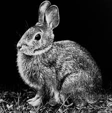 Bunny Melissa Helene Fine Arts Photography Www Melissahelene Com 5x5 Scratchboard Wildlife Artwork B Scratchboard Scratchboard Art Scratchboard Artists