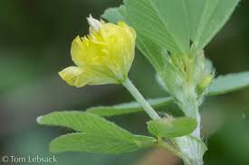 Image result for Trifolium campestre