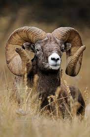 Big Horn Sheep Animals Majestic Animals Nature Animals