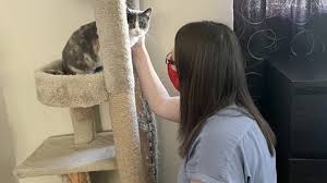 Let us help you find the right cat or dog for your lifestyle. Utah Cats Dogs Up For Adoption Finding Homes At Record Rate