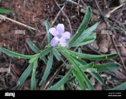 Image result for Barleria crossandriformis