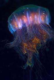 The lion's mane jellyfish has separate sexes. Lions Mane Jelly Lion S Mane Jellyfish Sea Animals Ocean Creatures