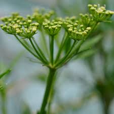 Image result for Apiaceae