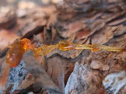Wie Man Fichtenharz Reinigen Kann Altes Wissen Richtig Rauchern Rauchern Altes Wissen
