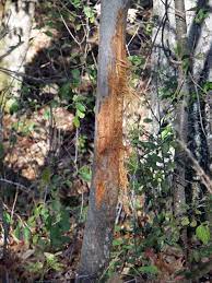 Maybe you would like to learn more about one of these? How To Manage Deer Damage On Trees And Other Plants Umn Extension