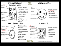 Cell walls are supporting structures that help the plant to have a fixed shape and protect it from injury. Cell Wall On Twitter