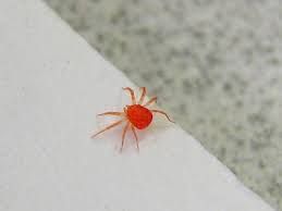 Read more about those small bugs and other mites. Little Red Spider Mite Then I Got Out My Camera So I Cou Flickr