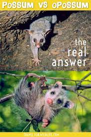Like, comment, share this video with 5 people on instagram and facebook to win $1000 every week. Possum Vs Opossum What S The Difference Travel For Wildlife