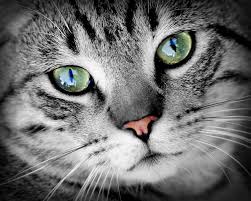 If your cat has any signs of heart disease, it's important to get to the vet as soon as possible. Heart Disease In Cats Causes Diagnosis And Treatment