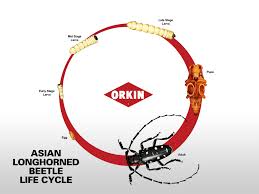Disinfection service sanitize and disinfect your home with asian cleaning. Asian Long Horned Beetle Life Cycle Development Life Stages