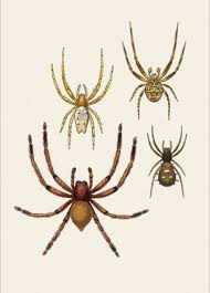 Image result for Arachniodes webbiana