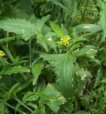 Image result for Sisymbrium burchellii