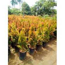 Maybe you would like to learn more about one of these? Jual Bibit Bunga Pucuk Merah Pt Karya Tani Mandiri Medan Sumatera Utara Indotrading