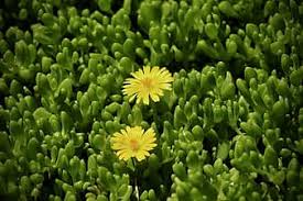 We did not find results for: Page 5 Royalty Free Rock Gardens Photos Pikist