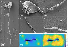 In terms of the nanometer world, these are quite huge. Ironsperm Sperm Templated Soft Magnetic Microrobots Science Advances