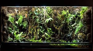 Pin By Quentin Cook On Diy Projects Vivarium Tropical Terrariums Reptile Tank