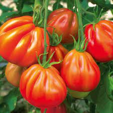 Greenhouse Vegetables Red Tomato Norseco