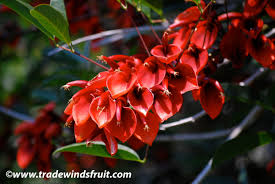 Image result for Erythrina crista-galli