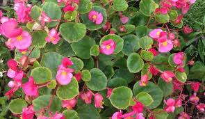 Easy flowers to grow from seeds. Start Begonias From Seed With These Tips Tricks Hobby Farms