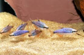 Image result for Tetracera bussei