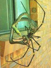 How often do spiders eat? A Giant Australian Spider Eating A Snake Spider Bones Funny Funny Animals