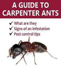A Guide To Carpenter Ants Carpenter Ant Pest Control Pests