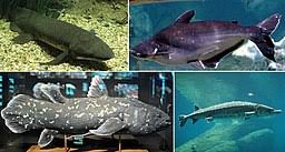 We did not find results for: Kingdom Animalia Different Phylum Classification Characteristics