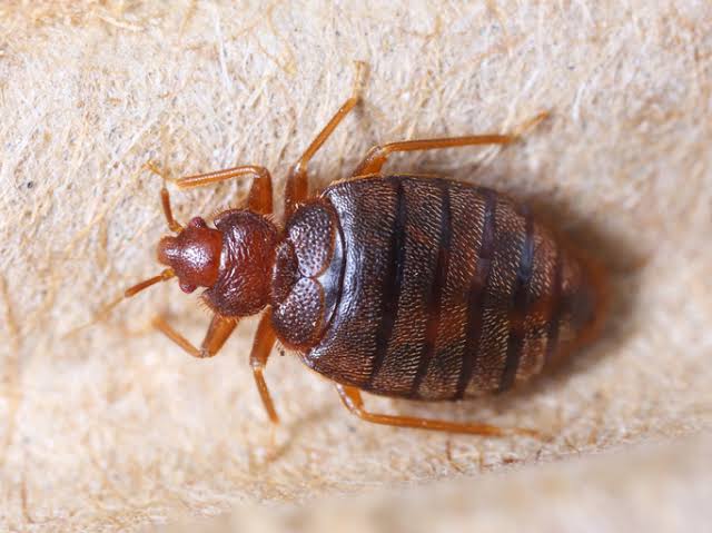 Flea Control