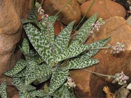 Image result for Ledebouria