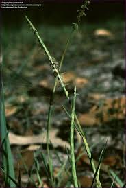 Image result for Hemarthria